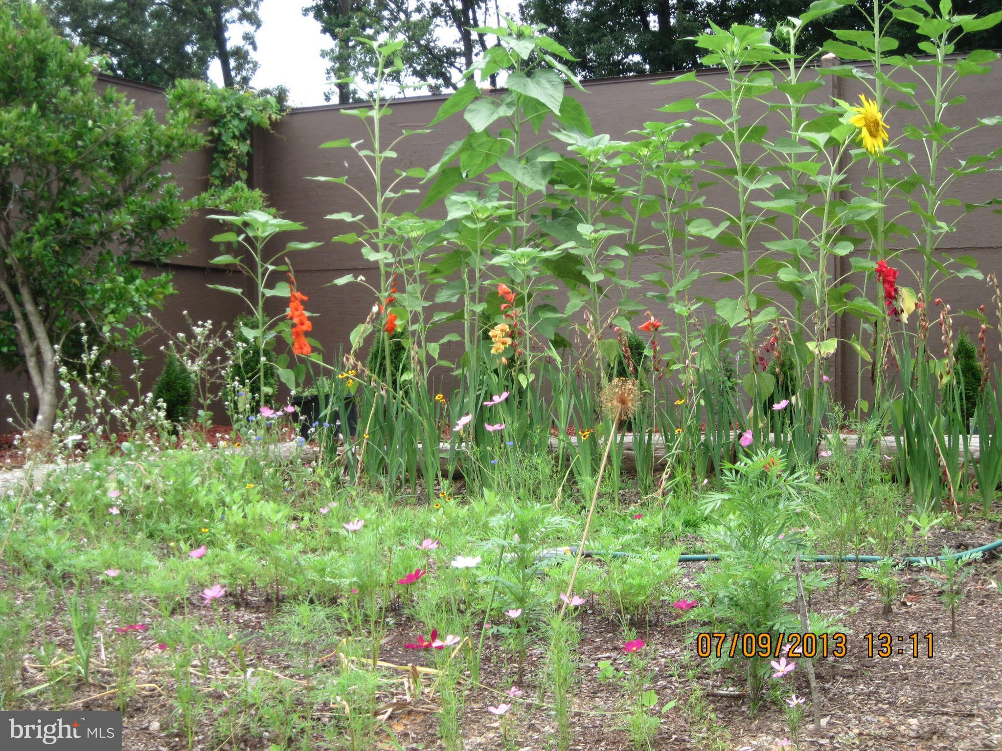7918 Jansen Drive Springfield, VA 22152 - Photo 14 of 18 Exterior Rear