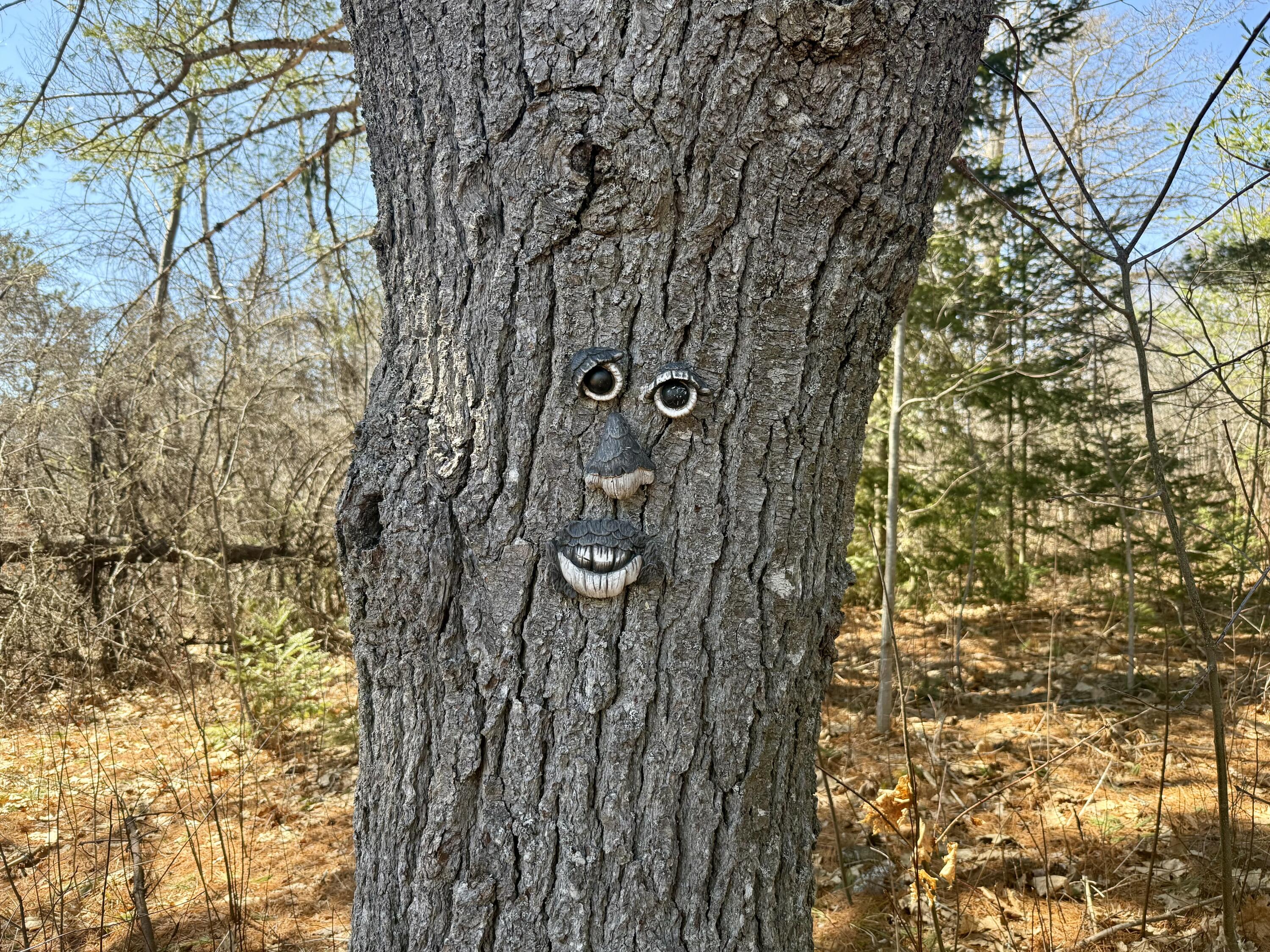 2293-2295 South Princeton Road Baileyville, ME 04694 - Photo 74 of 82 IMG_8315