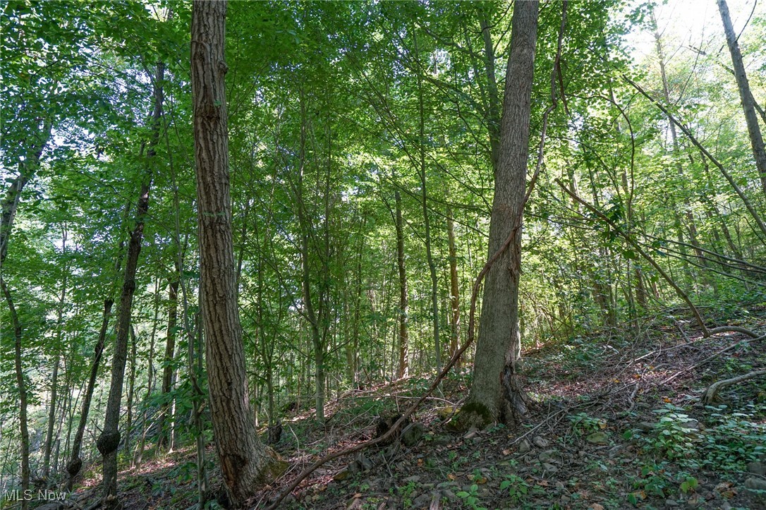 Johnson Run Road Kimbolton, OH 43749 - Photo 6 of 36 View of local wilderness