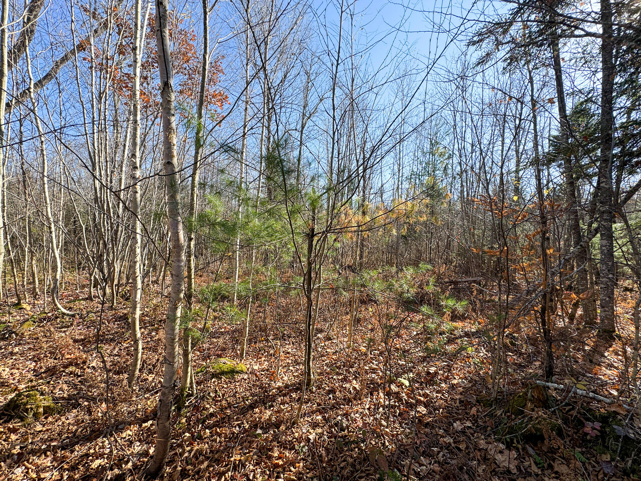 Lot 5 Riverbend Road Carthage, ME 04224 - Photo 14 of 14 IMG_9709