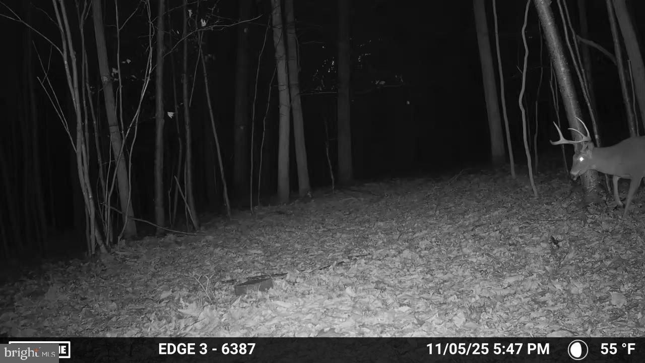 8620 Monns Gap Road Waynesboro, PA 17268 - Photo 81 of 99 Silent woods: a deer in the twilight.