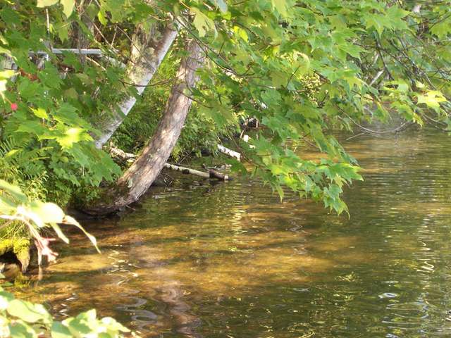Off Sand Lake Road Harshaw, WI 54529 - Photo 9 of 20 Gallery Image 9