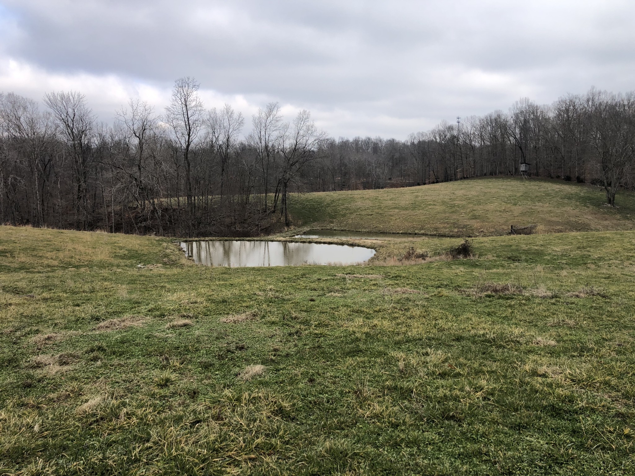 1534 East Piney Road Dickson, TN 37055 - Photo 8 of 11 a view of a pool with a yard