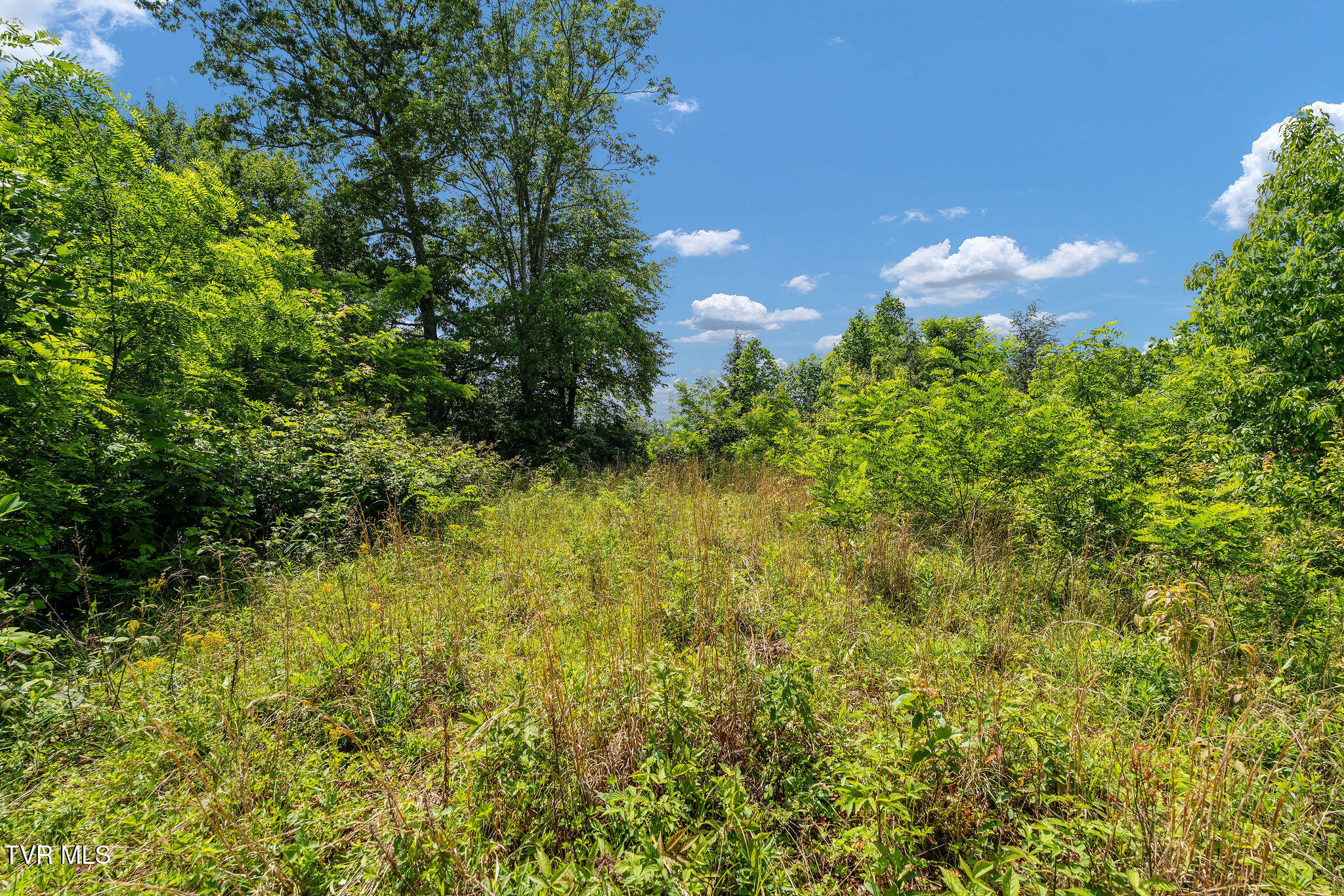 Tbd Walnut Mountain Road Butler, TN 37640 - Photo 24 of 36 DSC04462