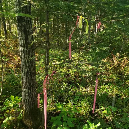 $274,900 | Tbd Gamma Road, Kabetogama, MN 56669