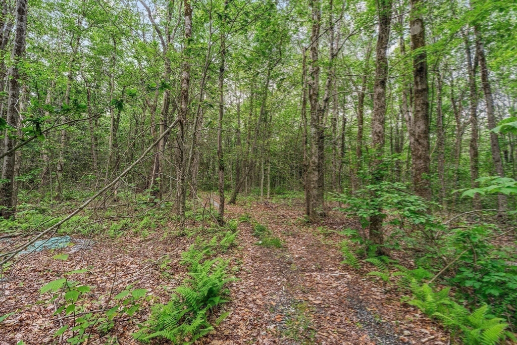 116 Skyline Trail Middlefield, MA 01235 - Photo 29 of 37 a view of a lush green forest