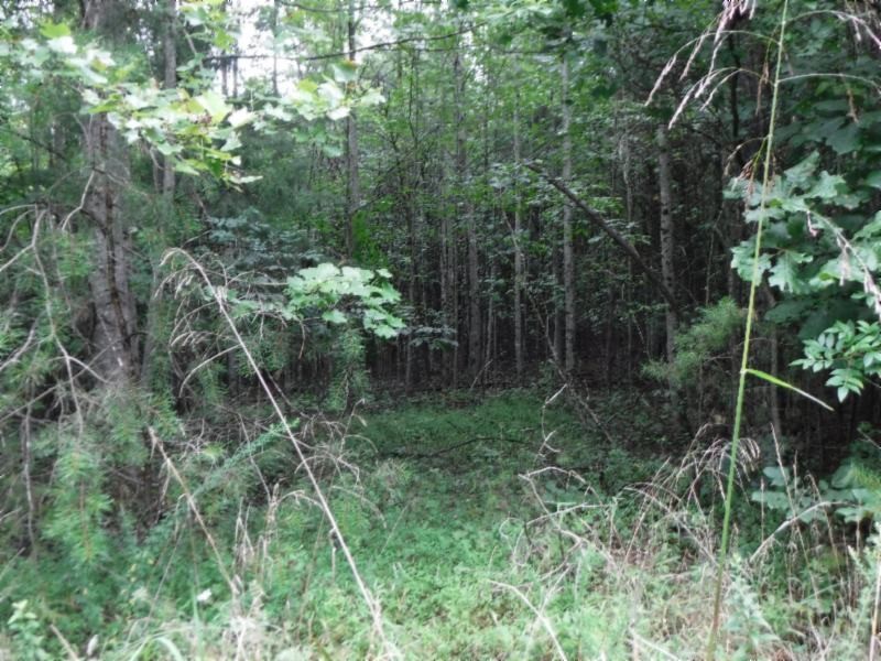 2 Bill Roberts Road Sunbright, TN 37872 - Photo 17 of 31 a backyard of a house with lots of green space and a fountain