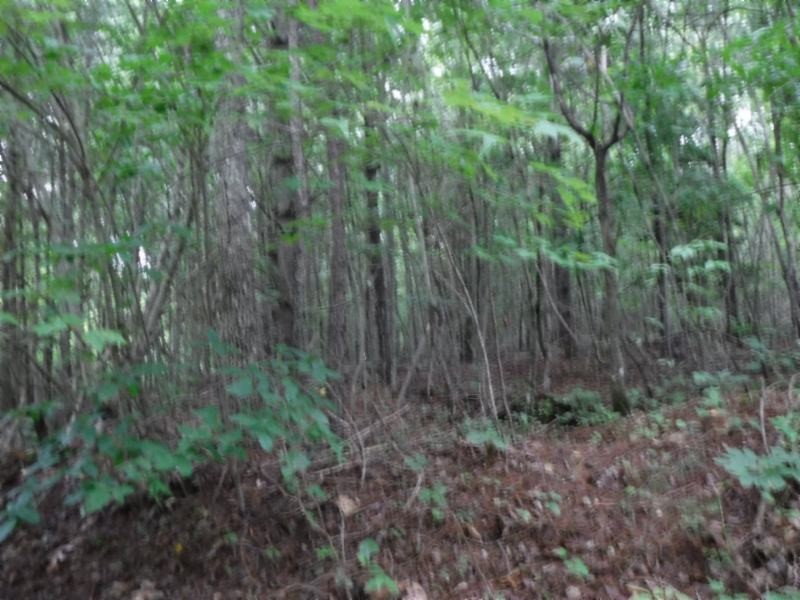 2 Bill Roberts Road Sunbright, TN 37872 - Photo 21 of 31 a view of a lush green forest