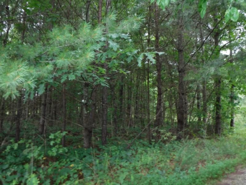 2 Bill Roberts Road Sunbright, TN 37872 - Photo 23 of 31 a view of a forest with trees