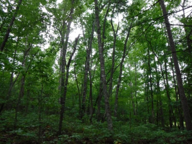2 Bill Roberts Road Sunbright, TN 37872 - Photo 24 of 31 a view of forest