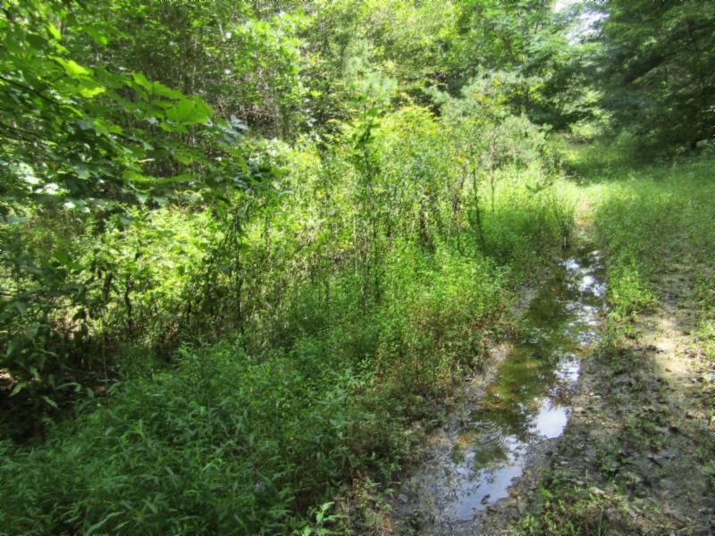 2 Bill Roberts Road Sunbright, TN 37872 - Photo 27 of 31 a view of a lush green forest