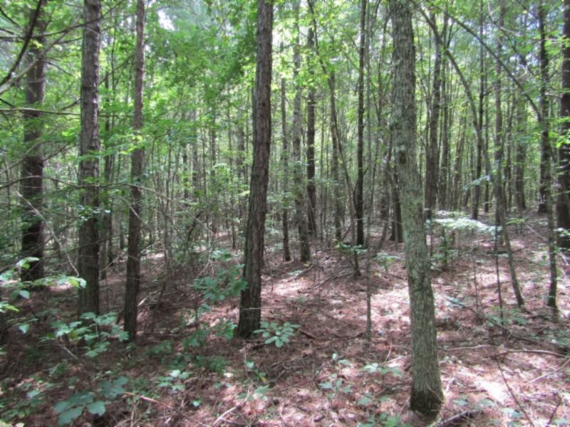2 Bill Roberts Road Sunbright, TN 37872 - Photo 29 of 31 a view of forest