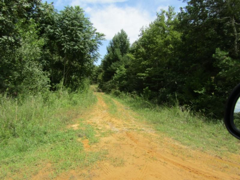 2 Bill Roberts Road Sunbright, TN 37872 - Photo 30 of 31 a view of yard from a tree