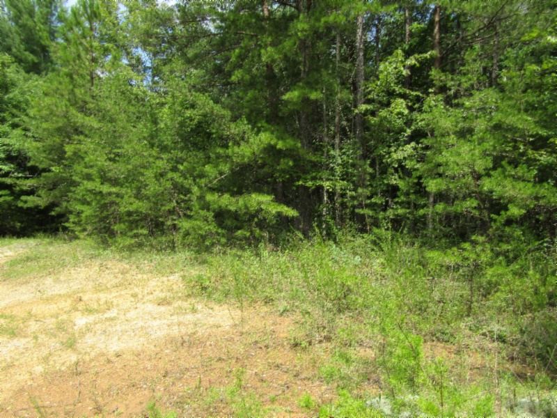 2 Bill Roberts Road Sunbright, TN 37872 - Photo 8 of 31 a view of a yard