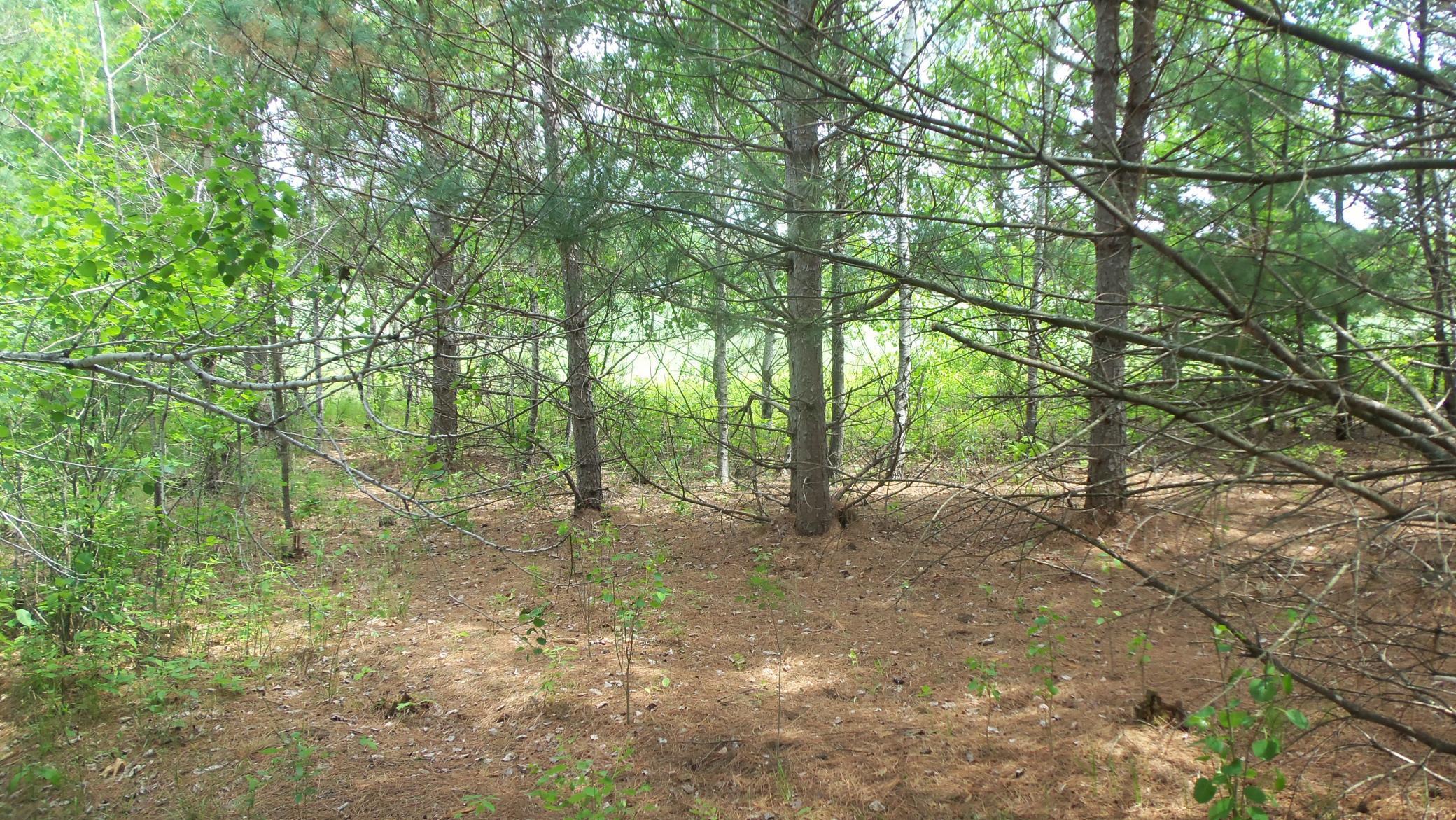 Lot 21 Maple Lane Siren, WI 54872 - Photo 8 of 9