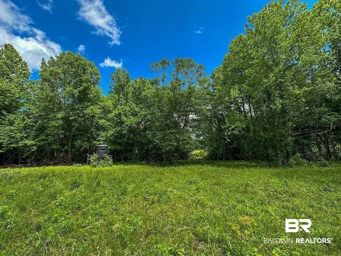 0 Loree Road Evergreen, AL 36401 - Photo 3 of 10 View of yard