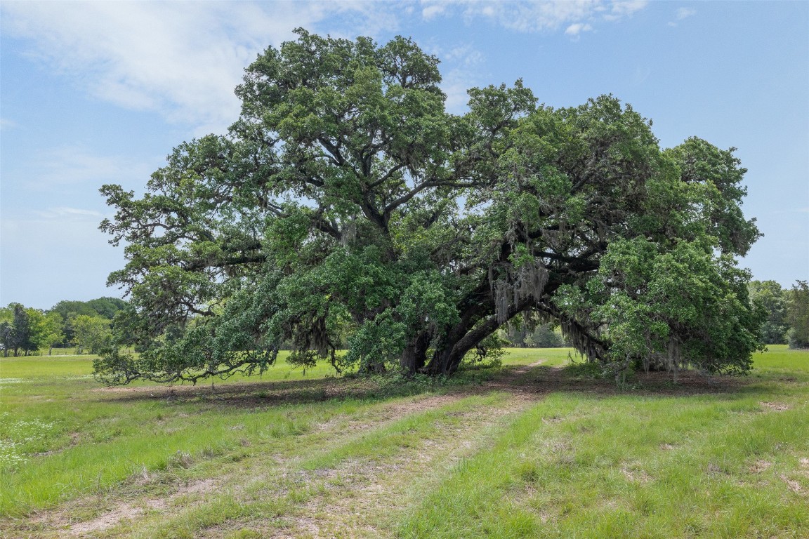 5930 Highway 237 Round Top, TX 78954 - Photo 18 of 34