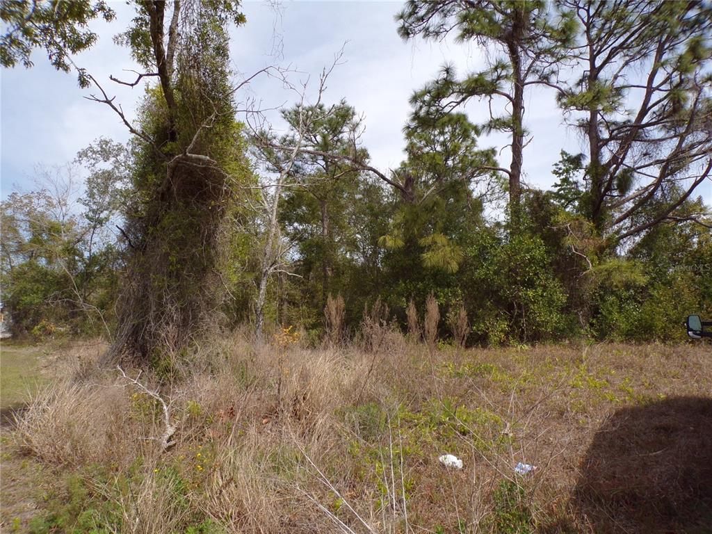 a view of a bunch of trees