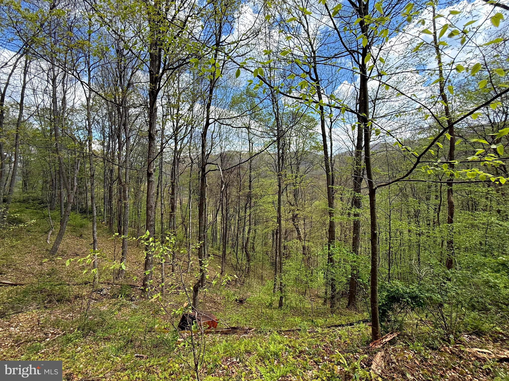 Tract 2-30.82 Acs Tract 2-30.82 Acs Straders Run Road Seneca Rocks, WV 26884 - Photo 12 of 43