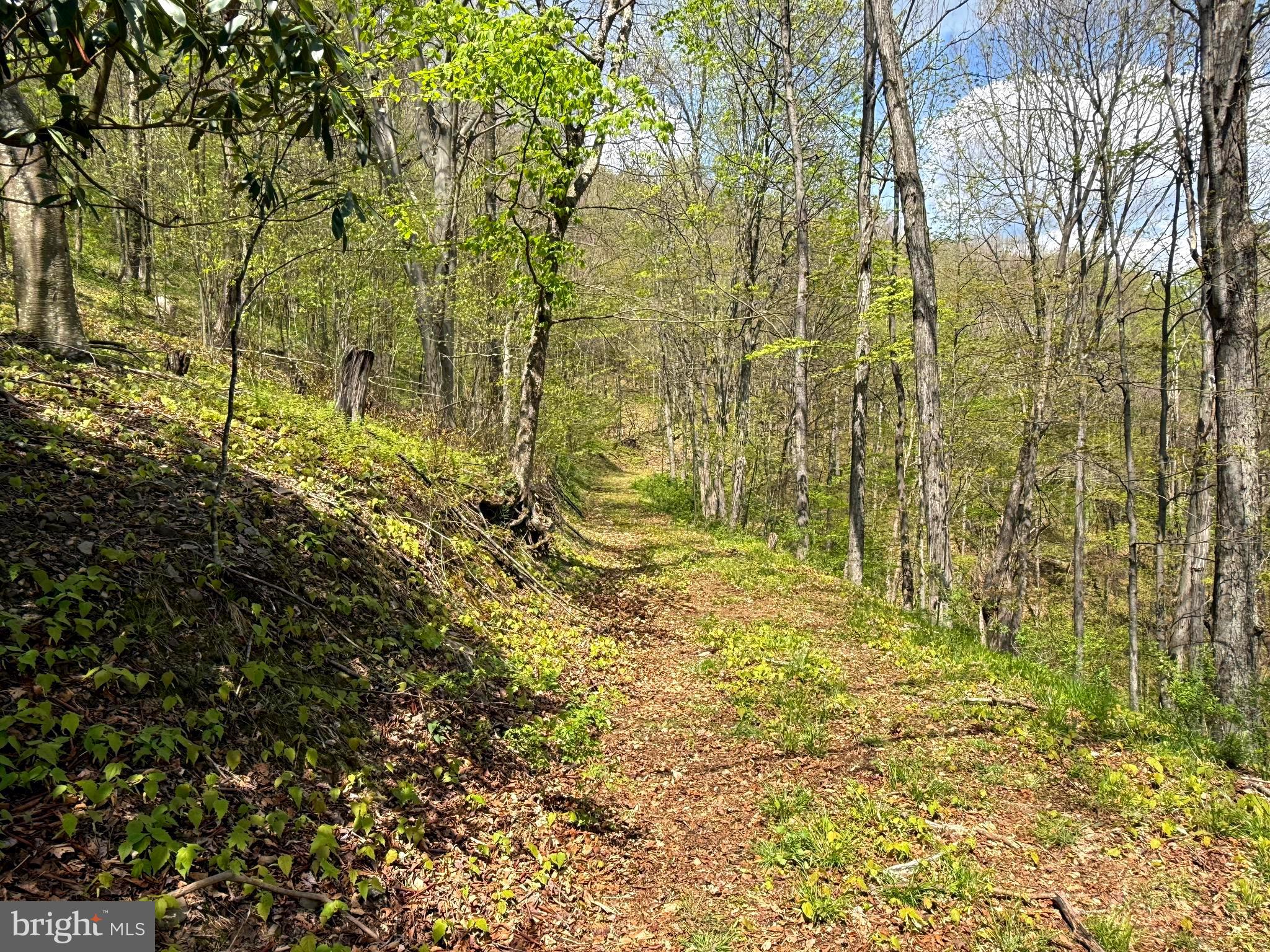 Tract 2-30.82 Acs Tract 2-30.82 Acs Straders Run Road Seneca Rocks, WV 26884 - Photo 13 of 43
