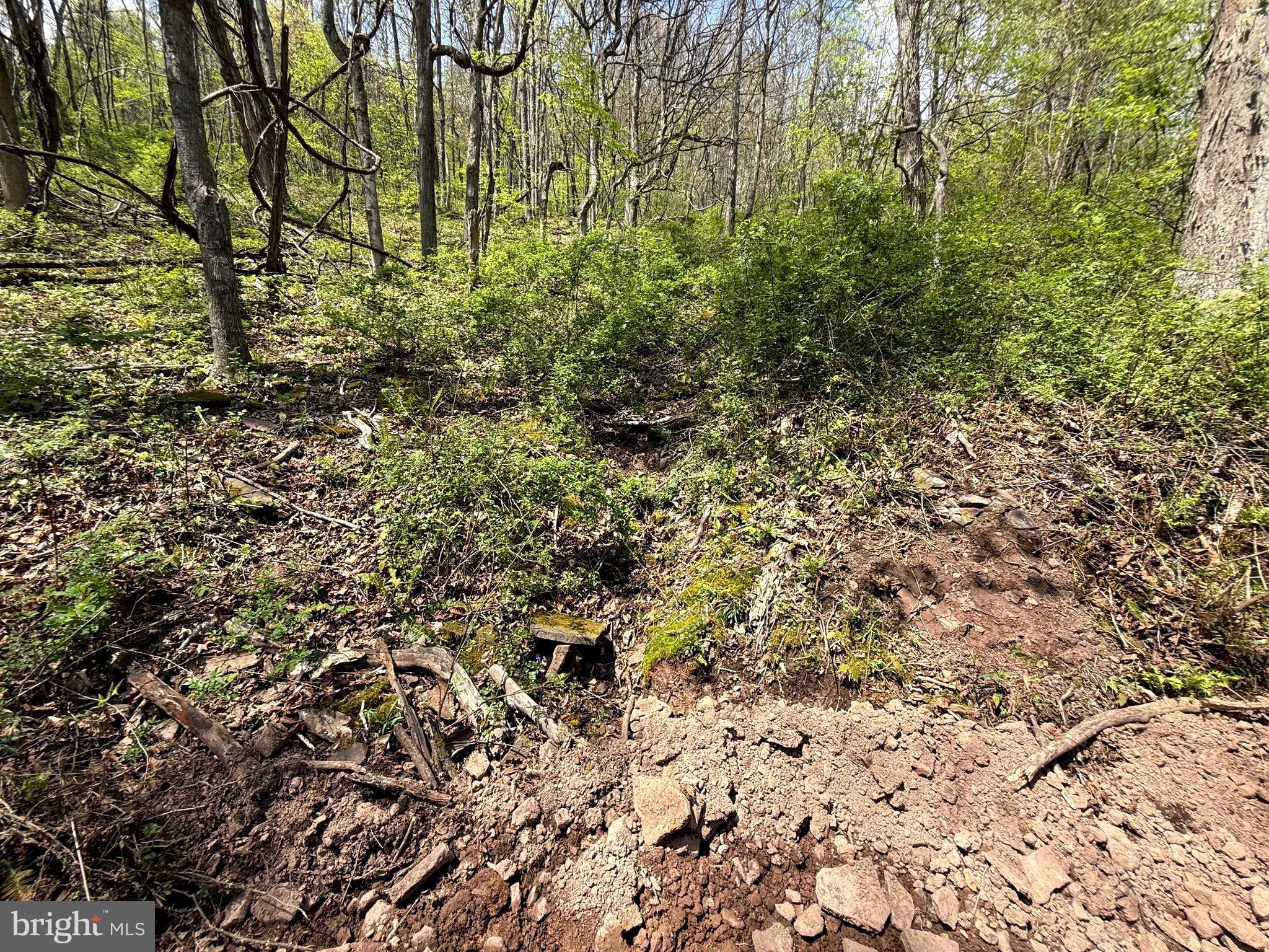 Tract 2-30.82 Acs Tract 2-30.82 Acs Straders Run Road Seneca Rocks, WV 26884 - Photo 20 of 43