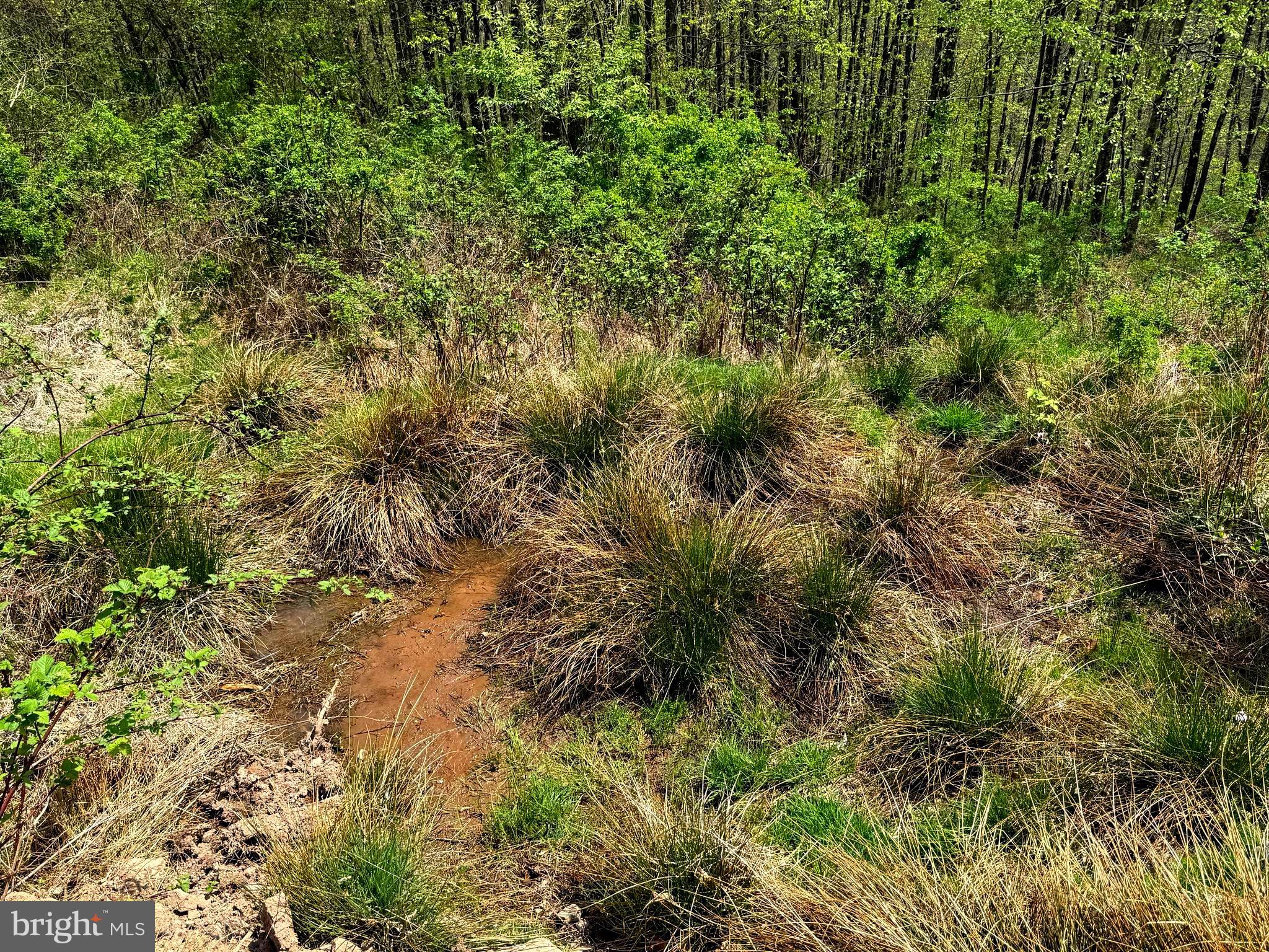 Tract 2-30.82 Acs Tract 2-30.82 Acs Straders Run Road Seneca Rocks, WV 26884 - Photo 22 of 43 Springs on the Property