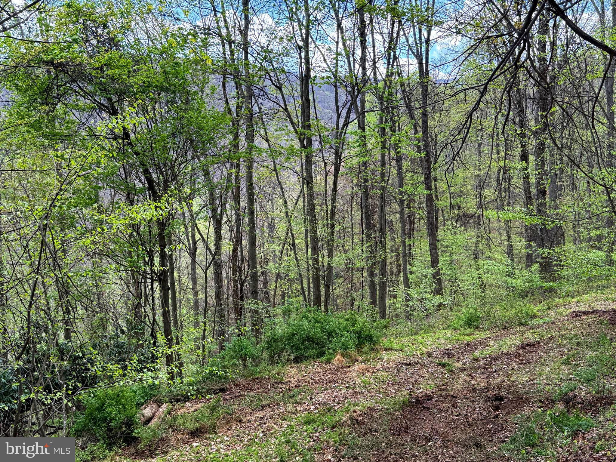 Tract 2-30.82 Acs Tract 2-30.82 Acs Straders Run Road Seneca Rocks, WV 26884 - Photo 32 of 43