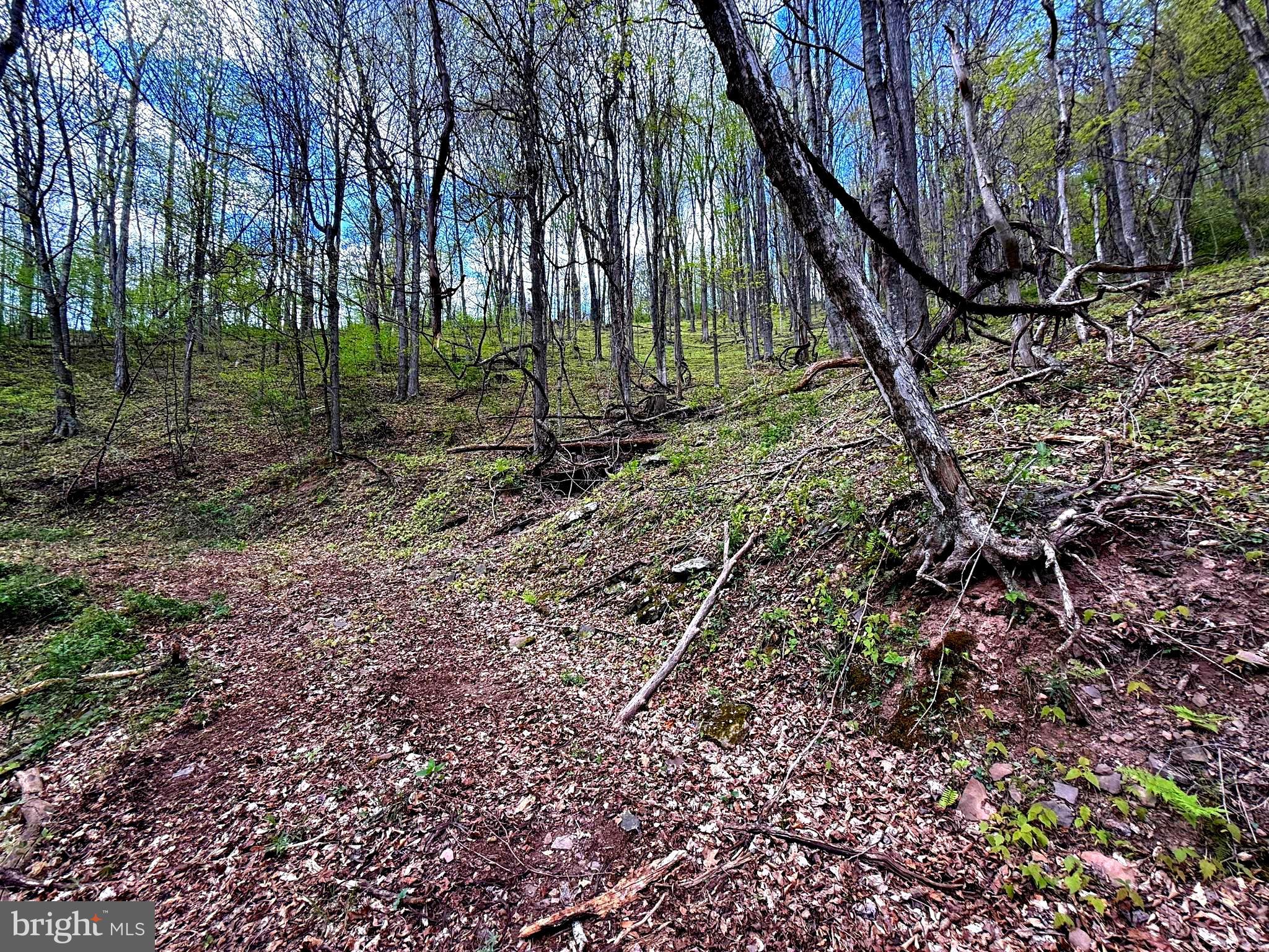 Tract 2-30.82 Acs Tract 2-30.82 Acs Straders Run Road Seneca Rocks, WV 26884 - Photo 35 of 43
