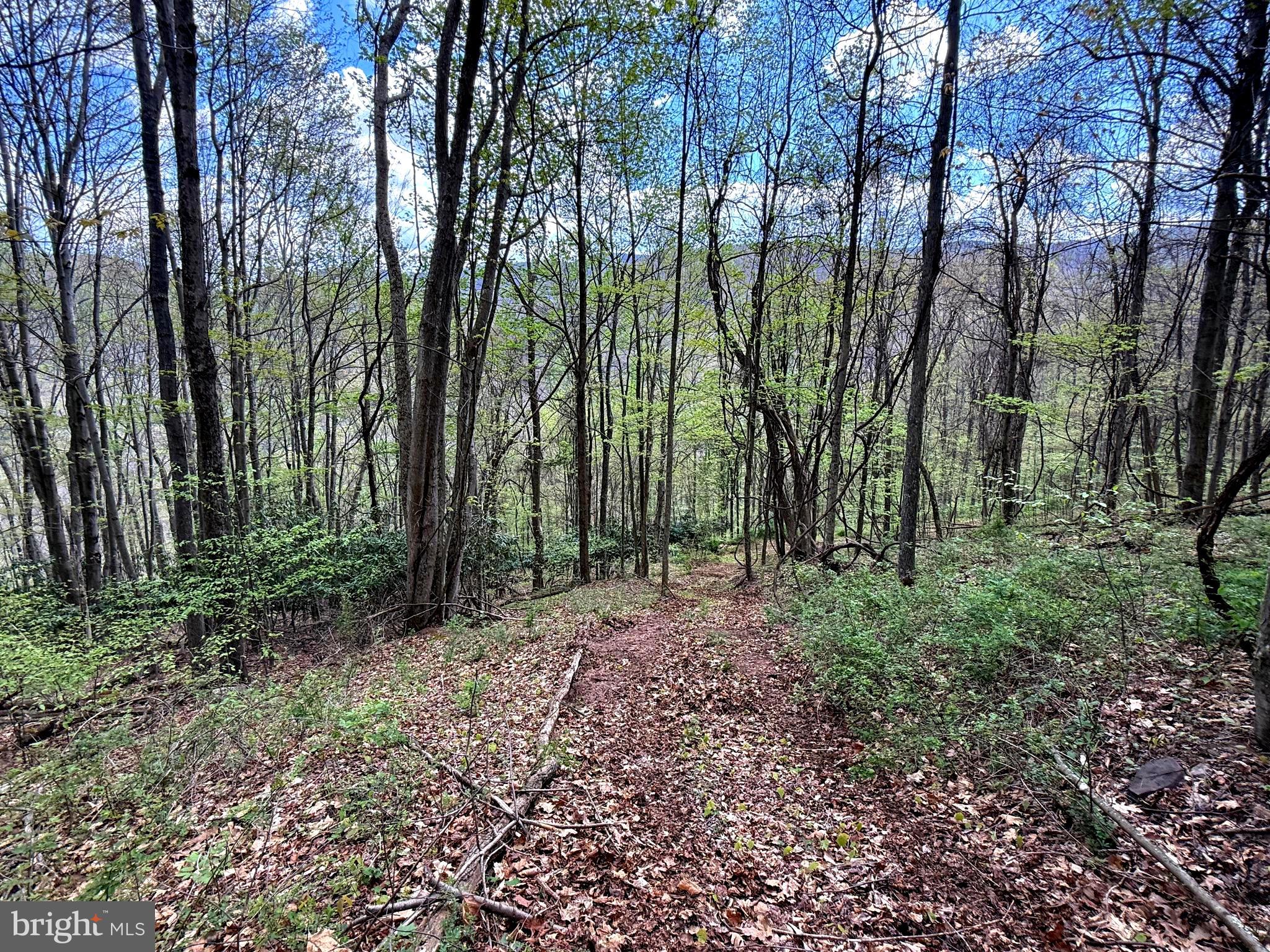 Tract 2-30.82 Acs Tract 2-30.82 Acs Straders Run Road Seneca Rocks, WV 26884 - Photo 36 of 43