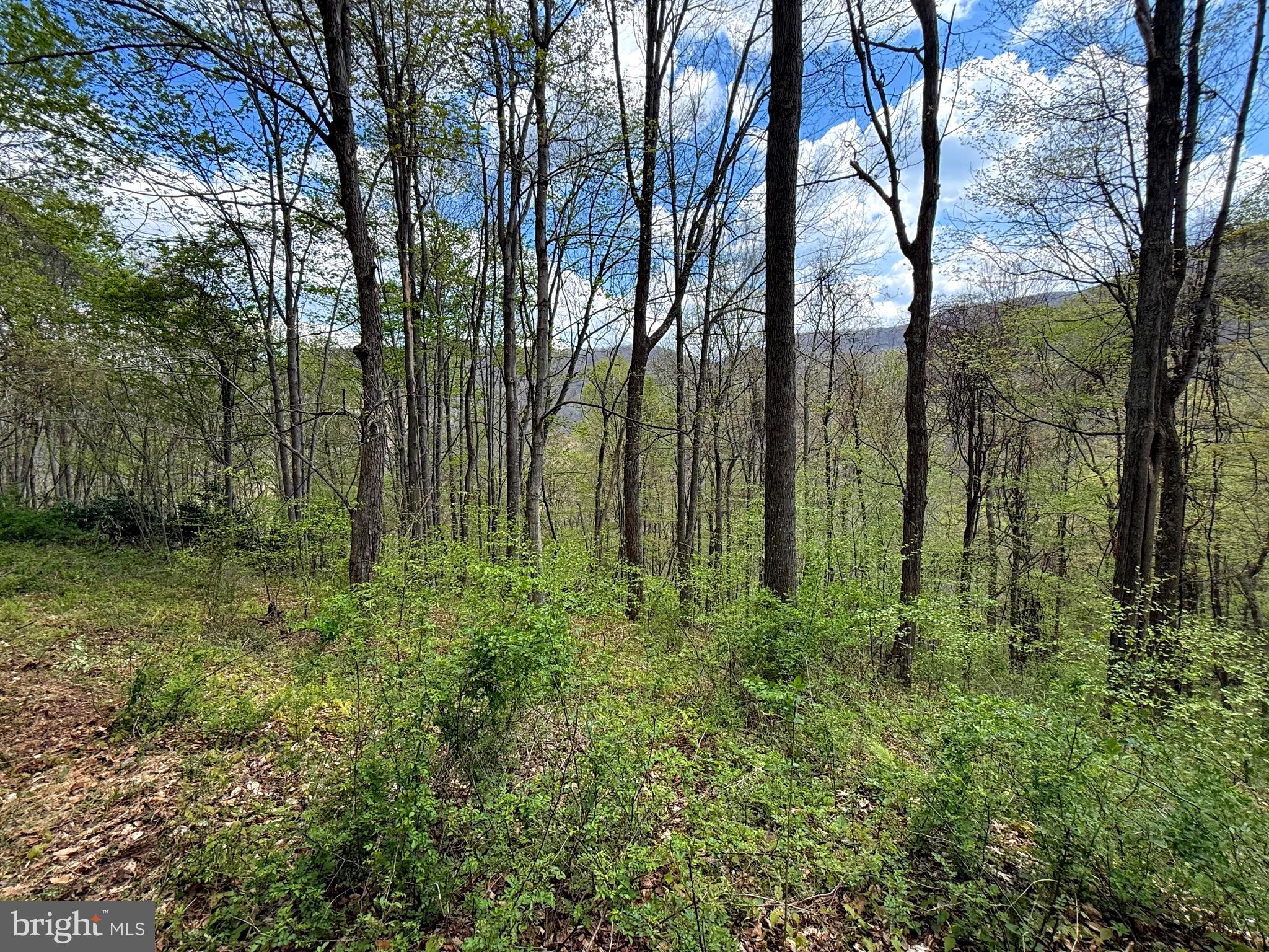 Tract 2-30.82 Acs Tract 2-30.82 Acs Straders Run Road Seneca Rocks, WV 26884 - Photo 38 of 43