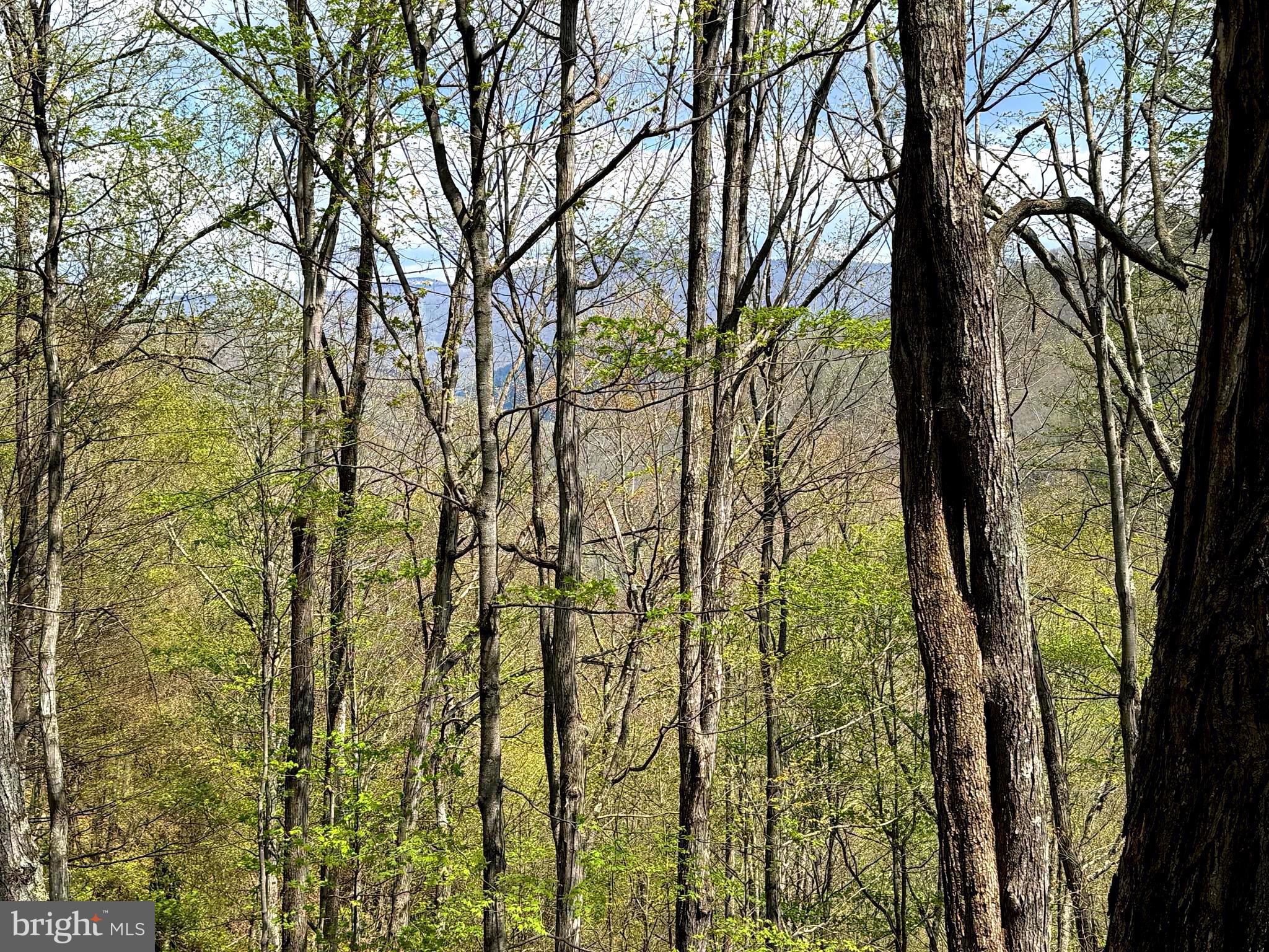 Tract 2-30.82 Acs Tract 2-30.82 Acs Straders Run Road Seneca Rocks, WV 26884 - Photo 40 of 43