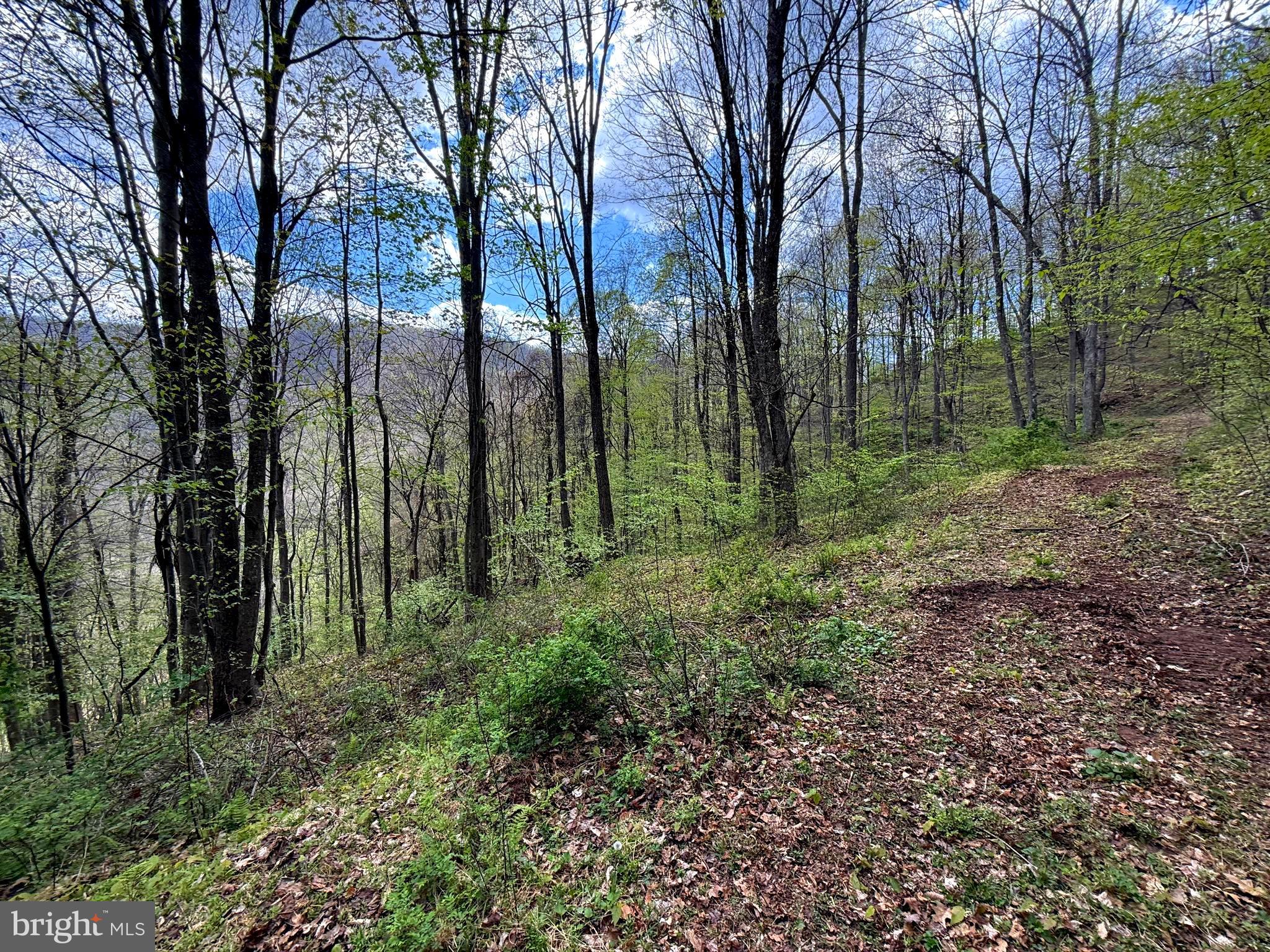 Tract 2-30.82 Acs Tract 2-30.82 Acs Straders Run Road Seneca Rocks, WV 26884 - Photo 10 of 43
