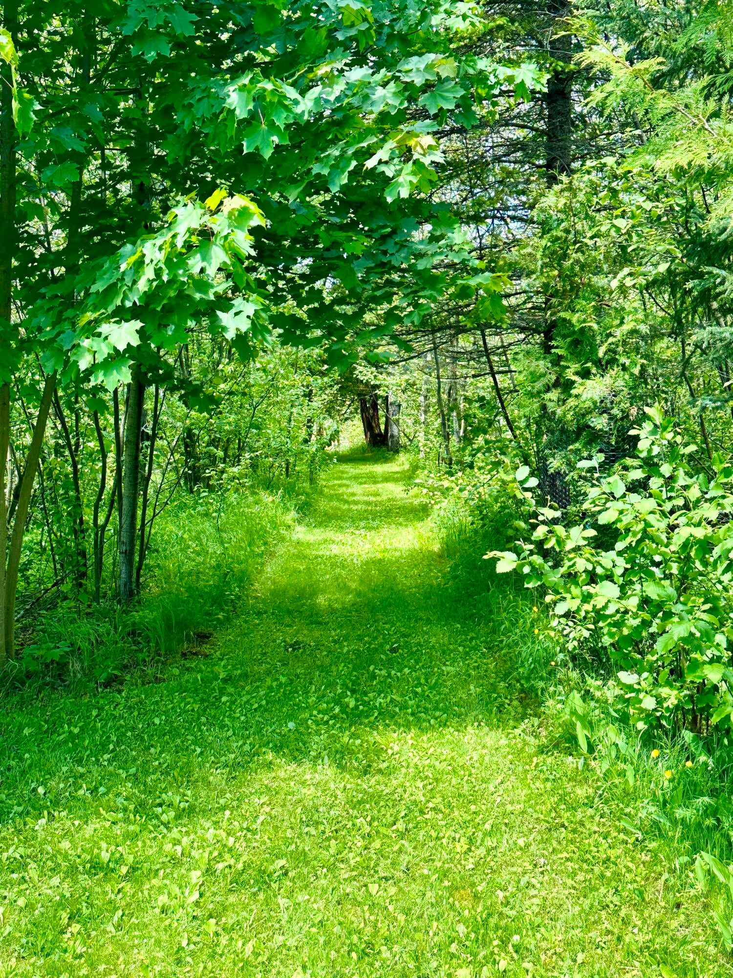 10085 Twin Bridge Road Grayling, MI 49738 - Photo 79 of 85 Gallery Image 79
