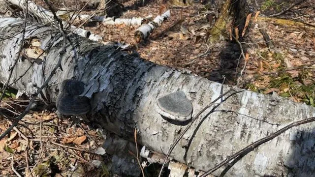 $325,000 | 1376 Kingdom Road, Ludlow, VT 05149