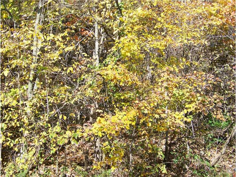 615 Big Knob Road Rochester, PA 15074 - Photo 6 of 8 Land/Lot.
