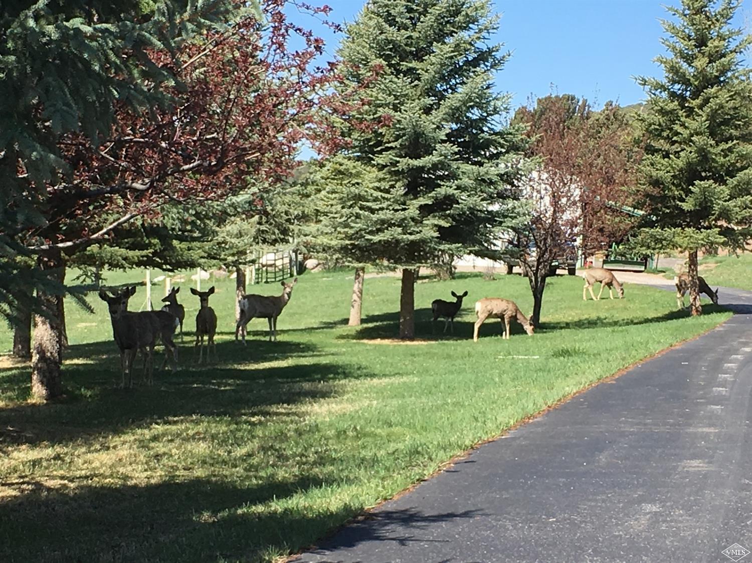 1720 Castle Peak Ranch Road Eagle, CO 81631 - Photo 21 of 25 a view of a park with large trees