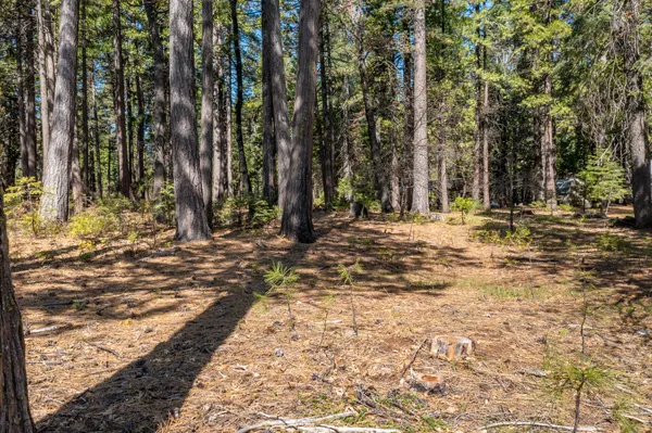 a view of dirt yard with a large tree