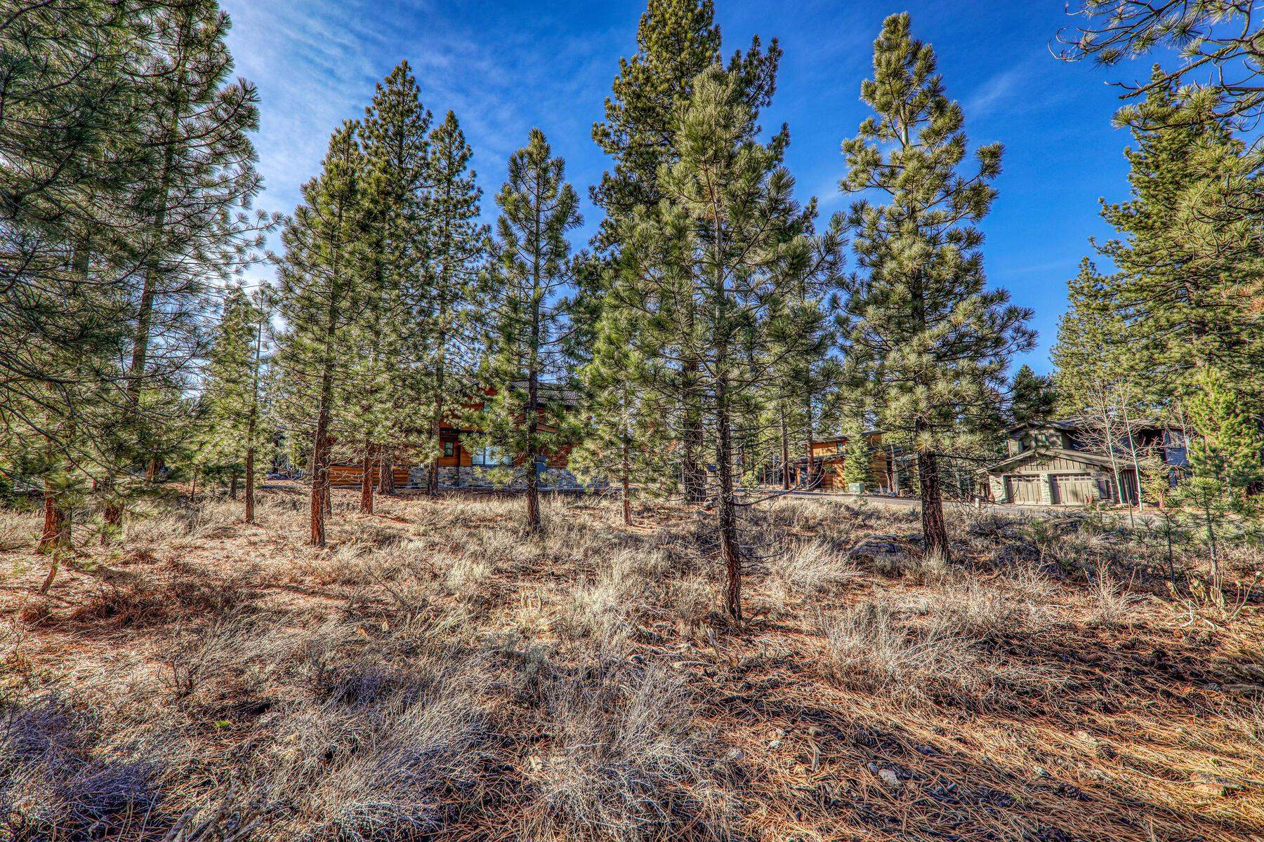 10020 Chaparral Court Truckee, CA 96161 - Photo 12 of 23 a view of a forest with lots of trees