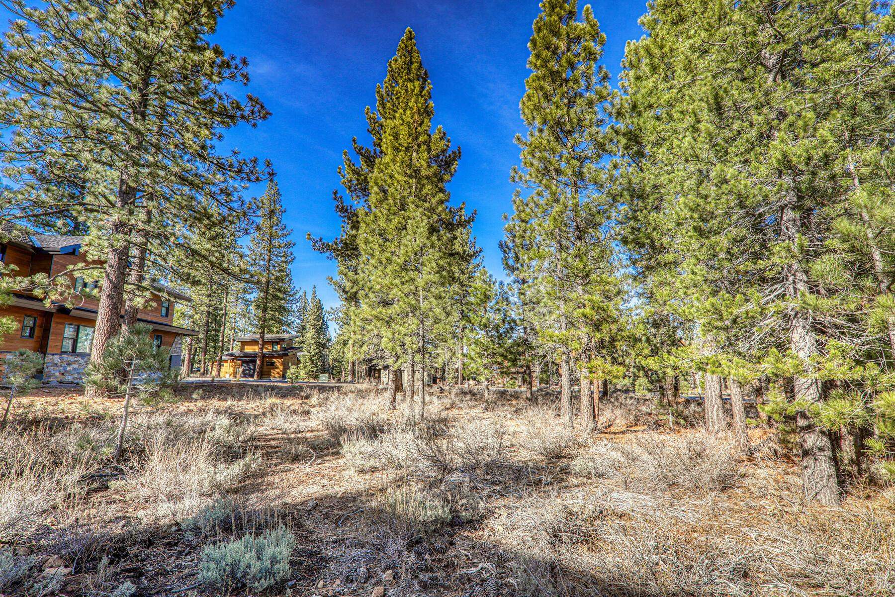 10020 Chaparral Court Truckee, CA 96161 - Photo 4 of 23 a view of a yard with plants and trees