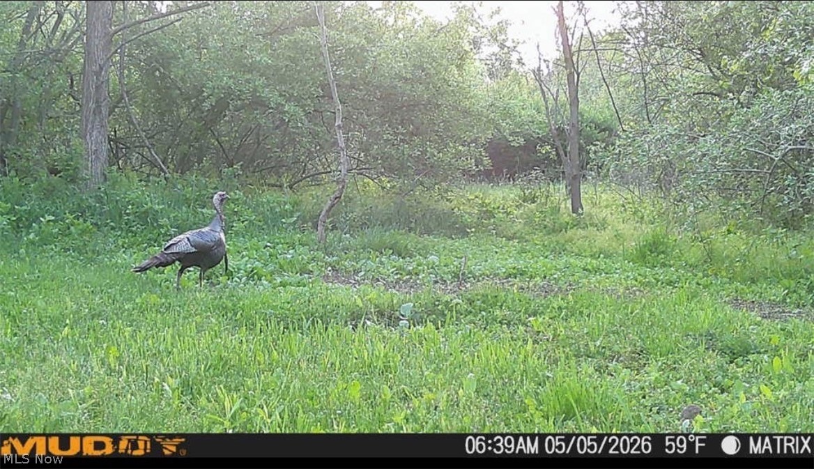 Pugh Road Cadiz, OH 43907 - Photo 5 of 7