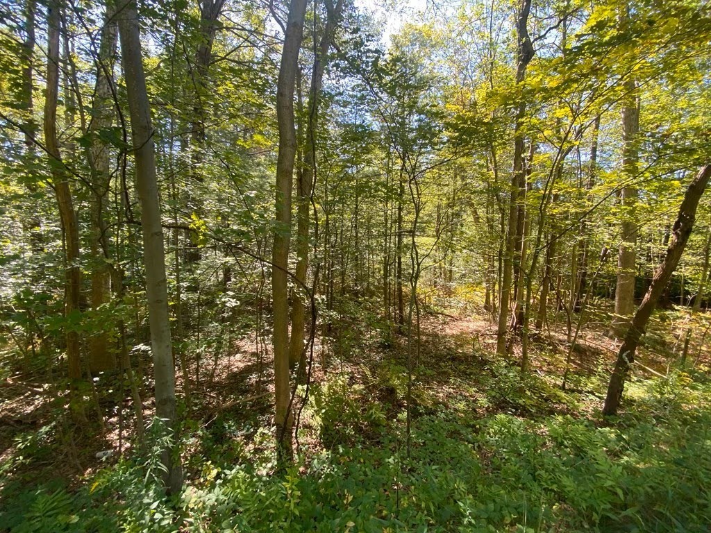 45 Fox Hill Road Mashpee, MA 02649 - Photo 2 of 3 a view of covered with green space