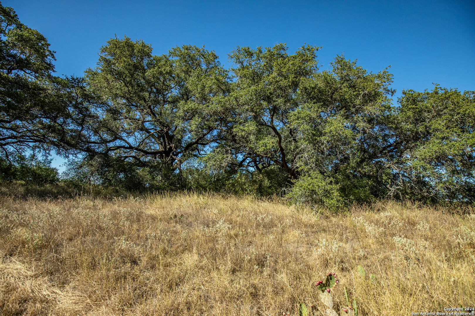 21123 Lamm Road Elmendorf, TX 78112 - Photo 24 of 45 a view of a tree with a yard