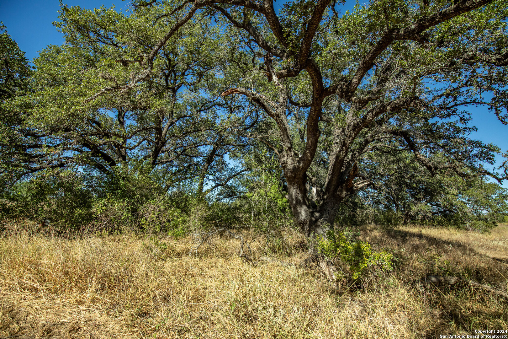 21123 Lamm Road Elmendorf, TX 78112 - Photo 26 of 45 a view of a tree in a yard
