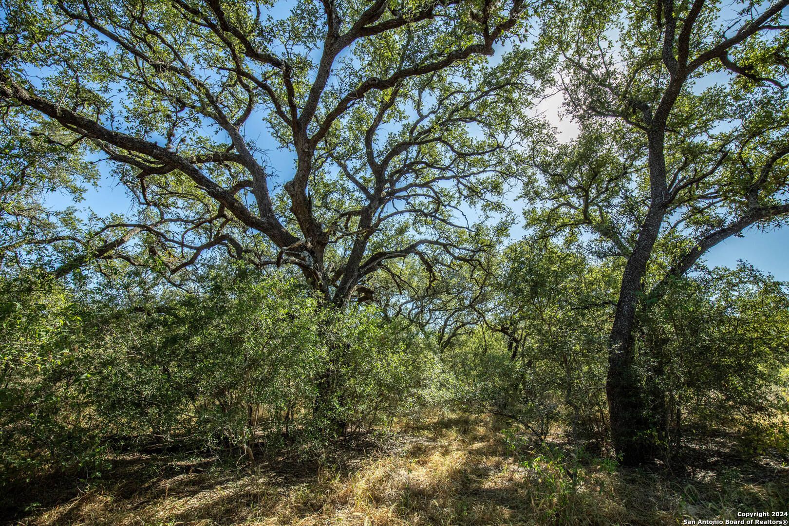 21123 Lamm Road Elmendorf, TX 78112 - Photo 29 of 45 a view of a tree in a yard