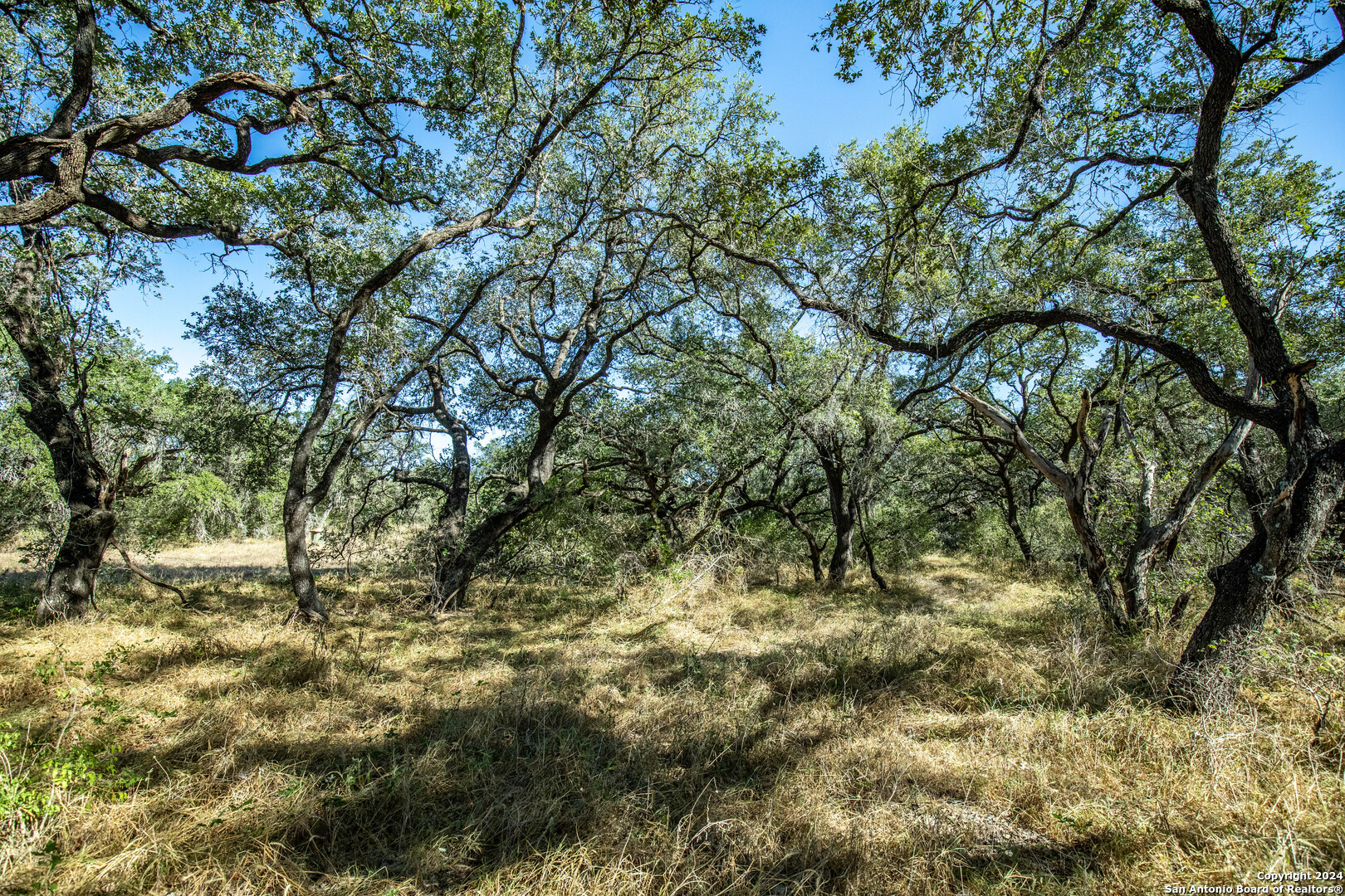 21123 Lamm Road Elmendorf, TX 78112 - Photo 31 of 45 a view of tree