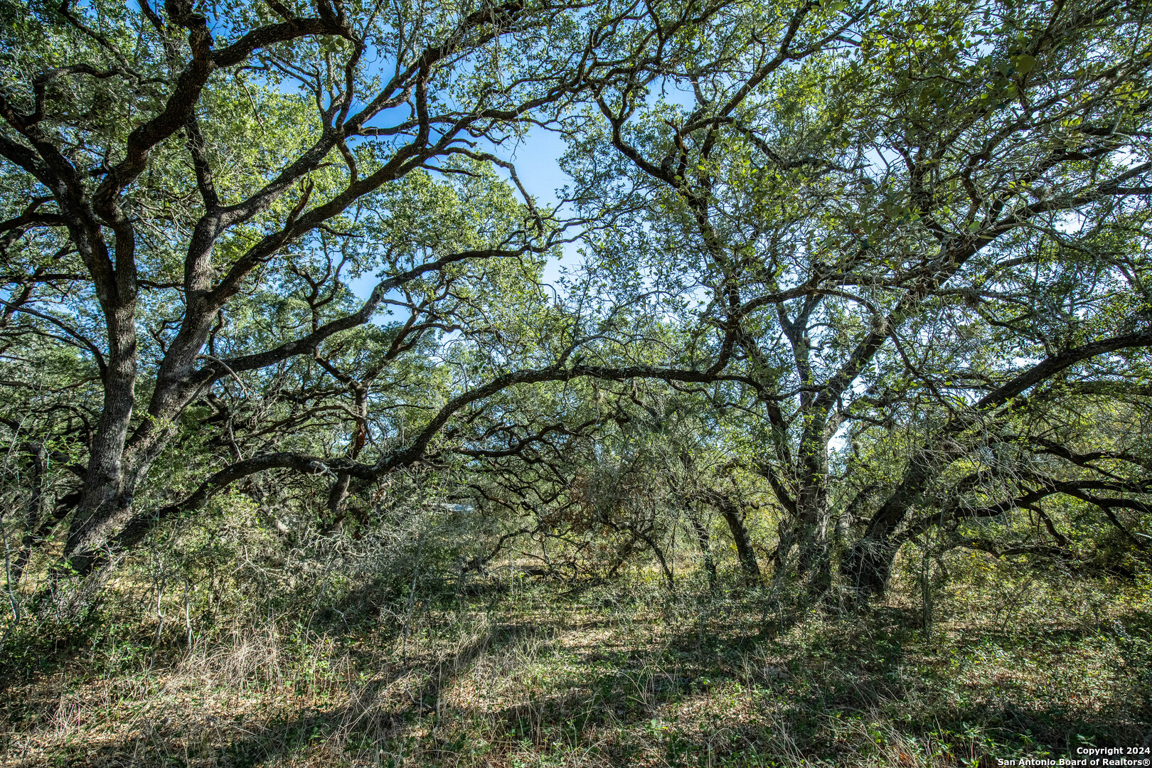 21123 Lamm Road Elmendorf, TX 78112 - Photo 32 of 45 a view of a tree in a yard
