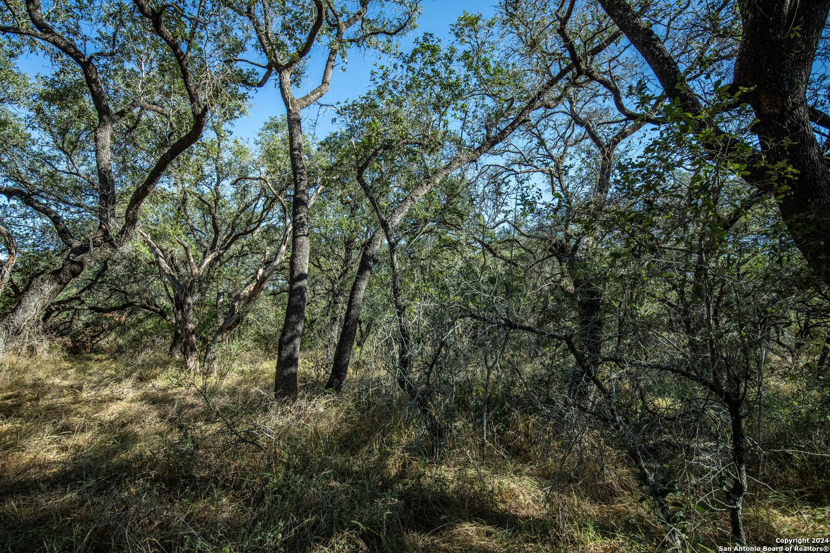 21123 Lamm Road Elmendorf, TX 78112 - Photo 37 of 45 a view of a yard with a tree