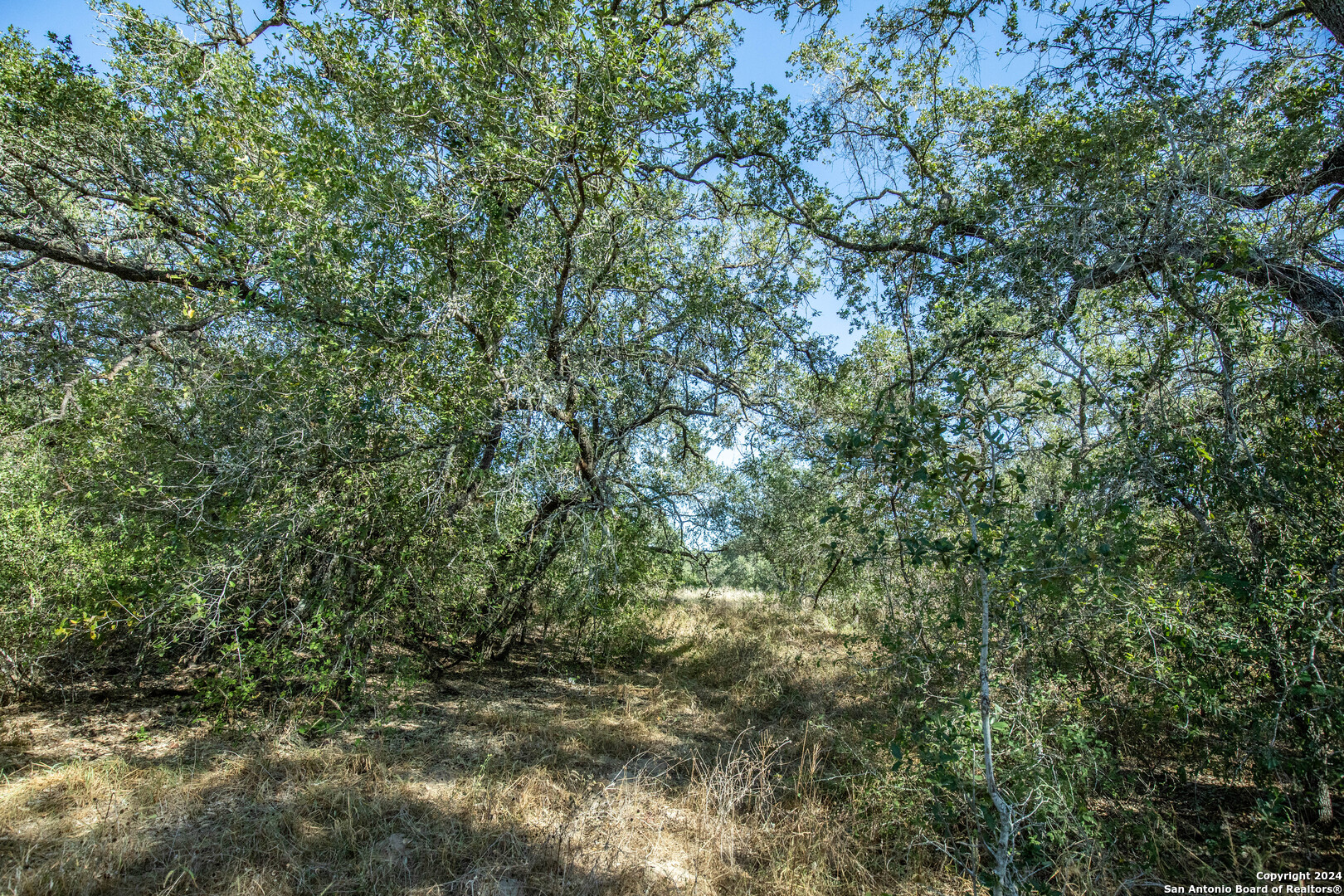 21123 Lamm Road Elmendorf, TX 78112 - Photo 39 of 45 a view of a forest with a tree