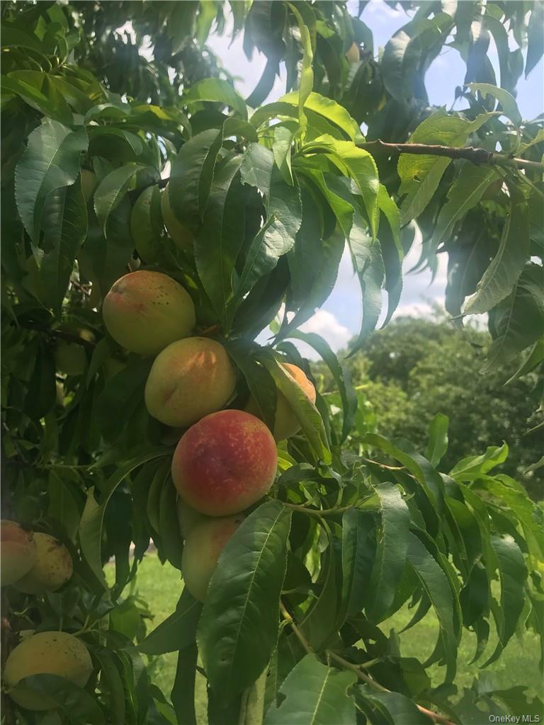 90 Onderdonk Road Warwick, NY 10990 - Photo 26 of 32 Stroll through the orchard and enjoy your many types of fruit trees including cherry, apple, pear!