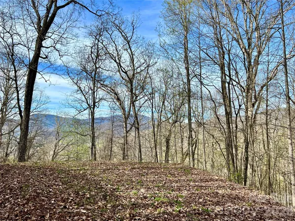 a view of a yard with trees